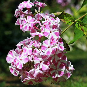 Phlox paniculata Bambini Candy Crush - Willemse