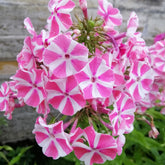 Phlox paniculata Peppermint Twist - Willemse
