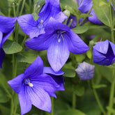 Platycodon à grandes fleurs - Willemse