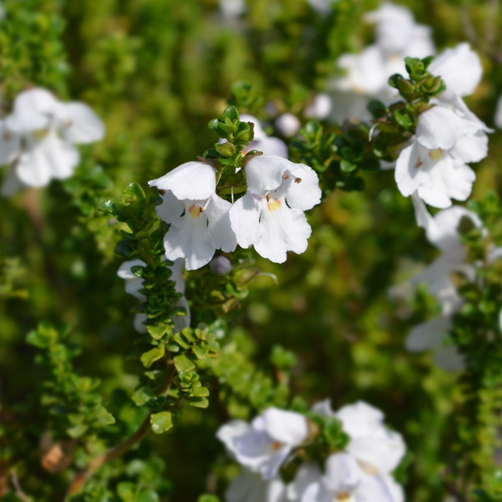 Menthe australienne - Prostanthera cuneata - Plantes