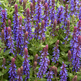 Sauge des bois Sensation Deep Blue - Salvia sensation 'deep blue' - Plantes