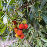 Arbousier Atlantic - Arbutus unedo 'atlantic' - Plantes