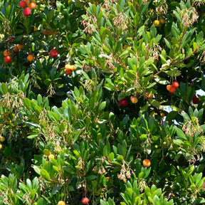 Arbutus unedo Atlantic - Arbousier Atlantic - Arbousier
