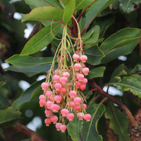 Arbousier Rubra - Arbutus unedo 'rubra' - Arbousier