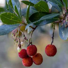 Arbutus unedo 'rubra' - Arbousier Rubra - Arbousier