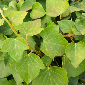 Lierre couvre-sol d'Alger - Hedera algeriensis Alger - Willemse