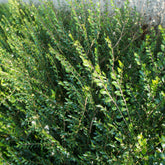 3 Chèvrefeuilles arbustif Maigrun - Willemse