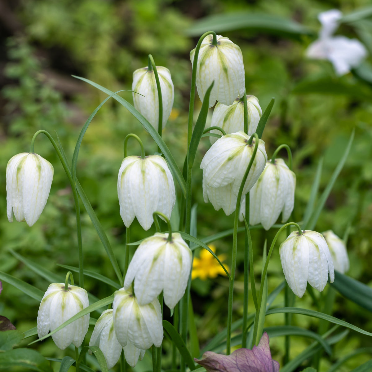 10 Fritillaires pintade unicolore blanche - Fritillaria meleagris 'unicolor alba' - Plantes