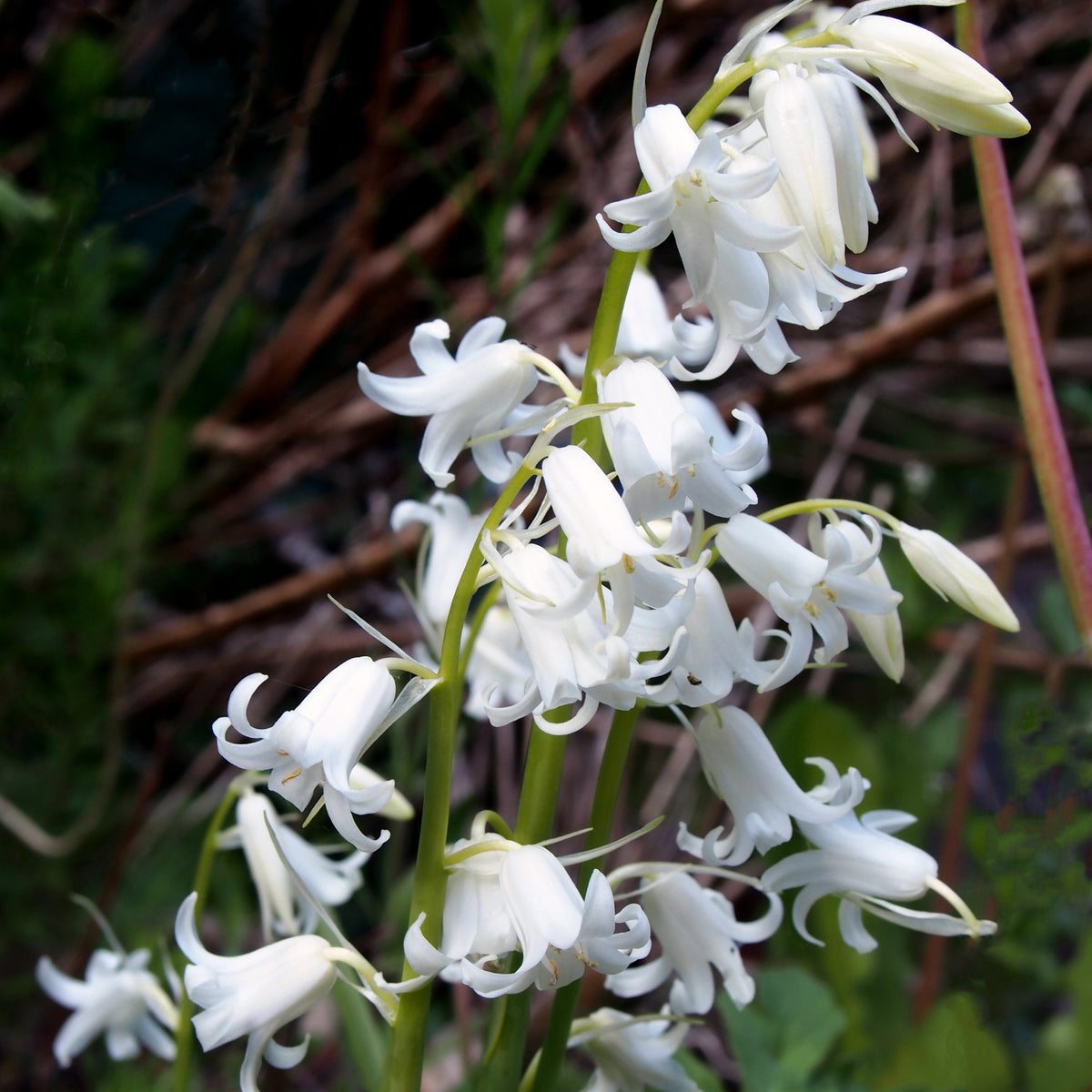 10 Jacinthes d'Espagne à fleurs blanches - Hyacinthoides 'hispanica white' - Plantes