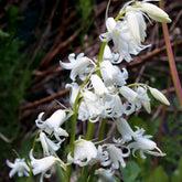 10 Jacinthes d'Espagne à fleurs blanches - Willemse