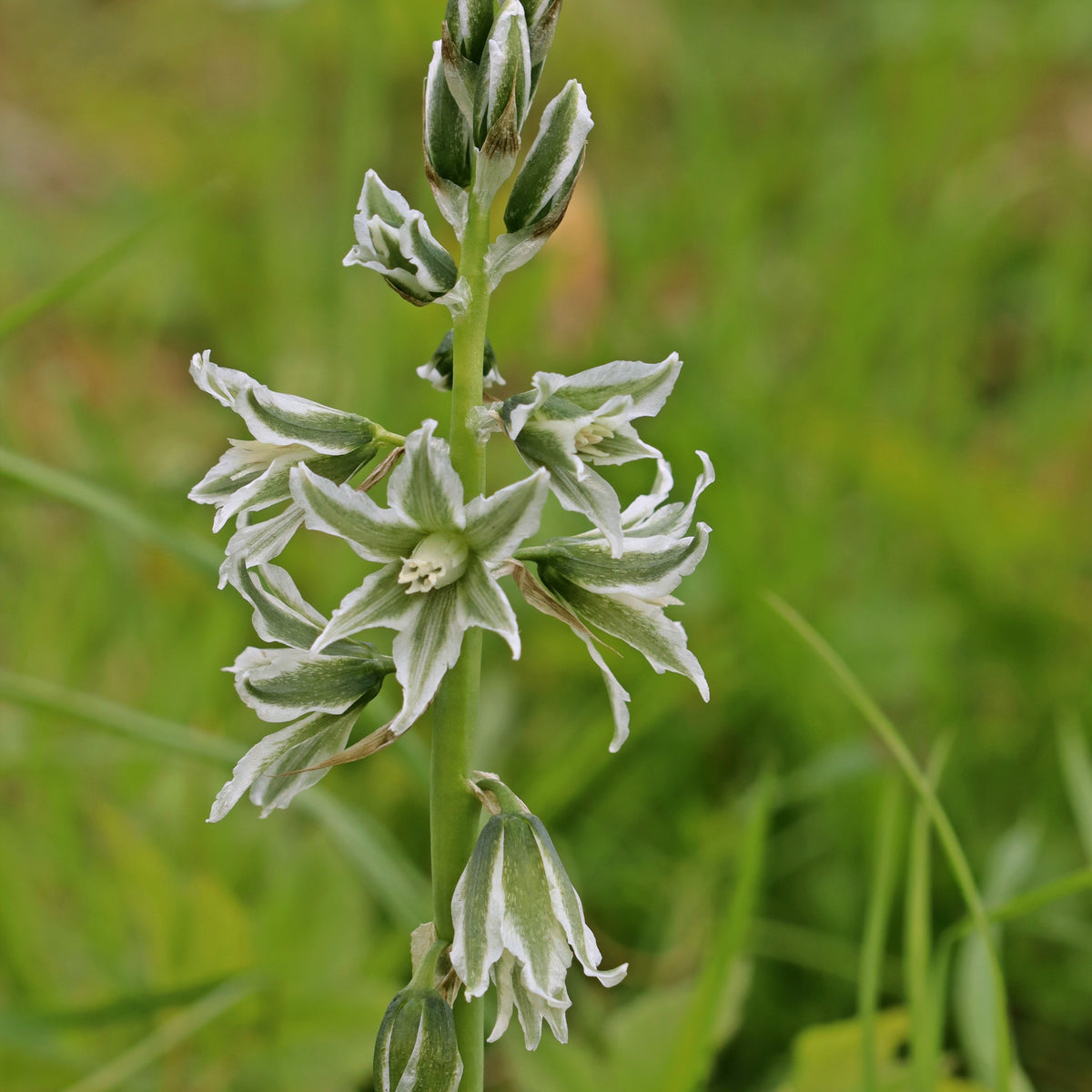 Ornithogale penché - Willemse