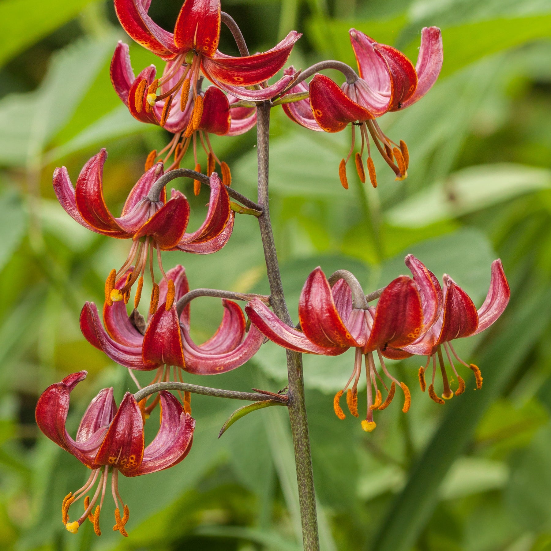 Lys Claude Shride - Willemse