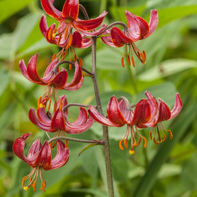 Lilium Claude Shride - Lis martagon Claude Shride - Lis - Lys