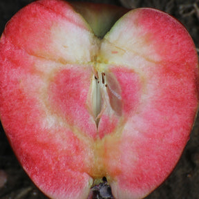 Pommier Marilyn Red - Malus domestica 'marilyn red' - Fruitiers Arbres et arbustes