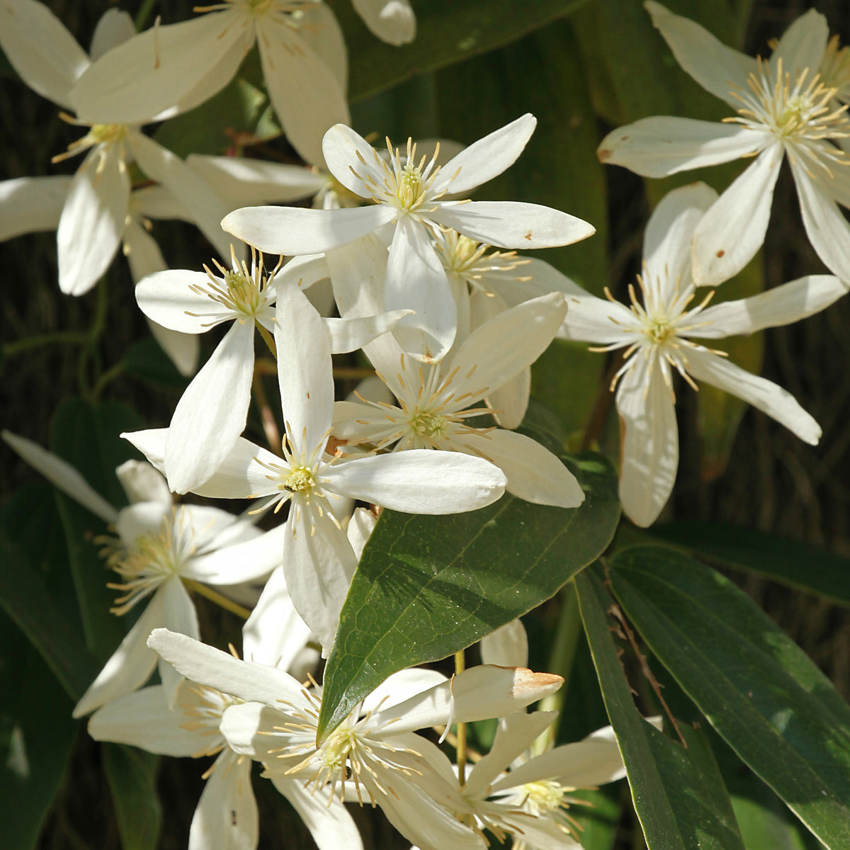 Clématite du Père Armand Little White Charm - Clematis armandii 'little white charm' - Plantes