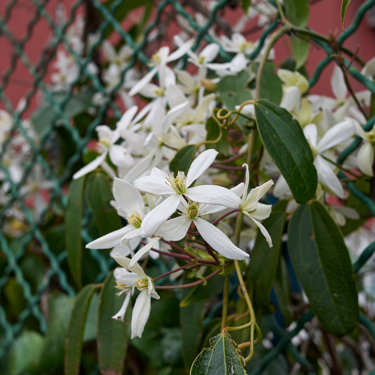 Clématite du Père Armand Little White Charm - Clematis armandii 'little white charm' - Plantes grimpantes