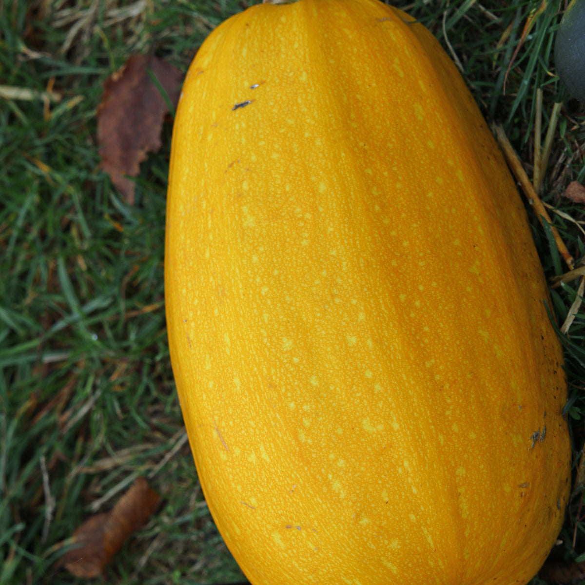 3 Plants de Courge Spaghetti - Willemse