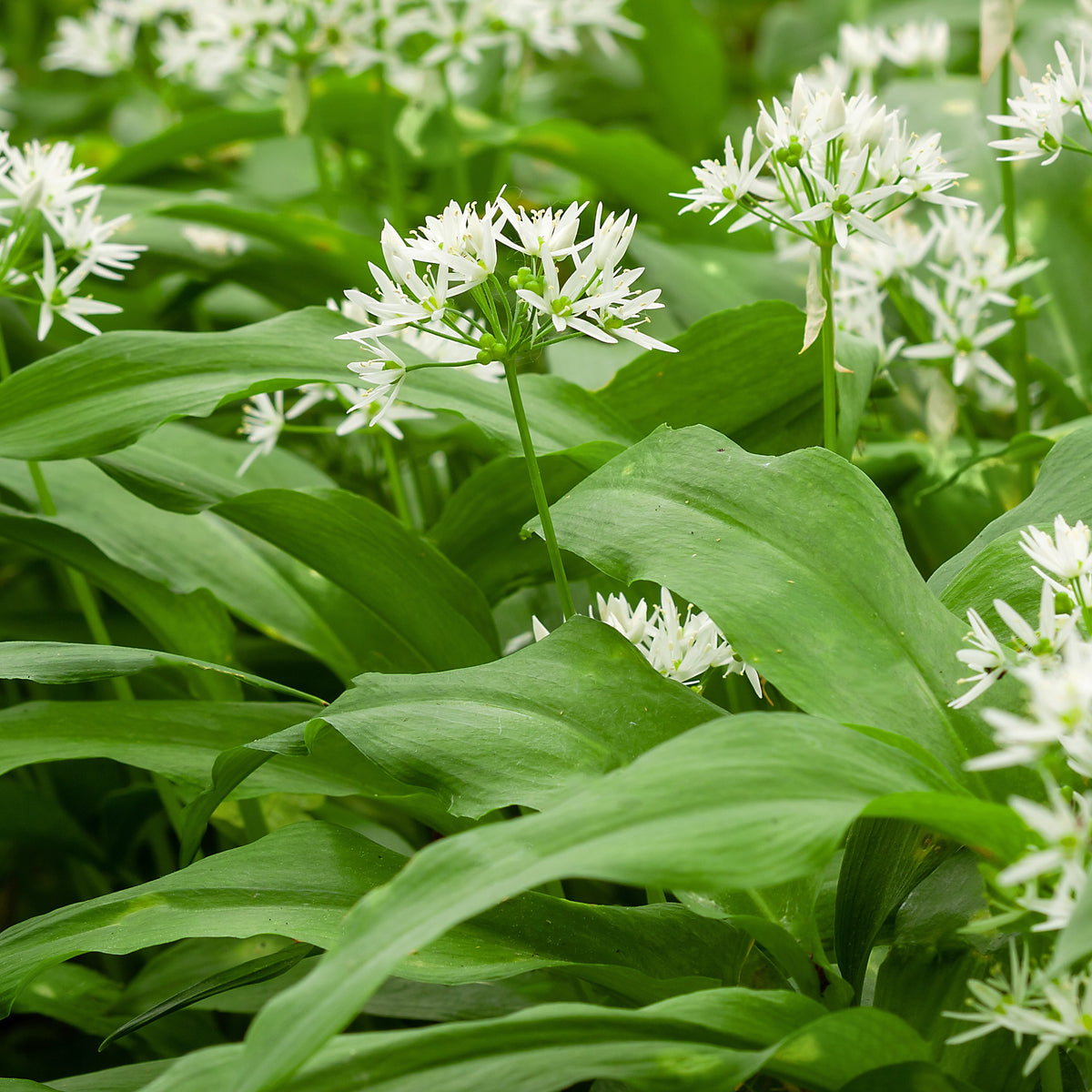 Plant d'Ail des Ours - Potager