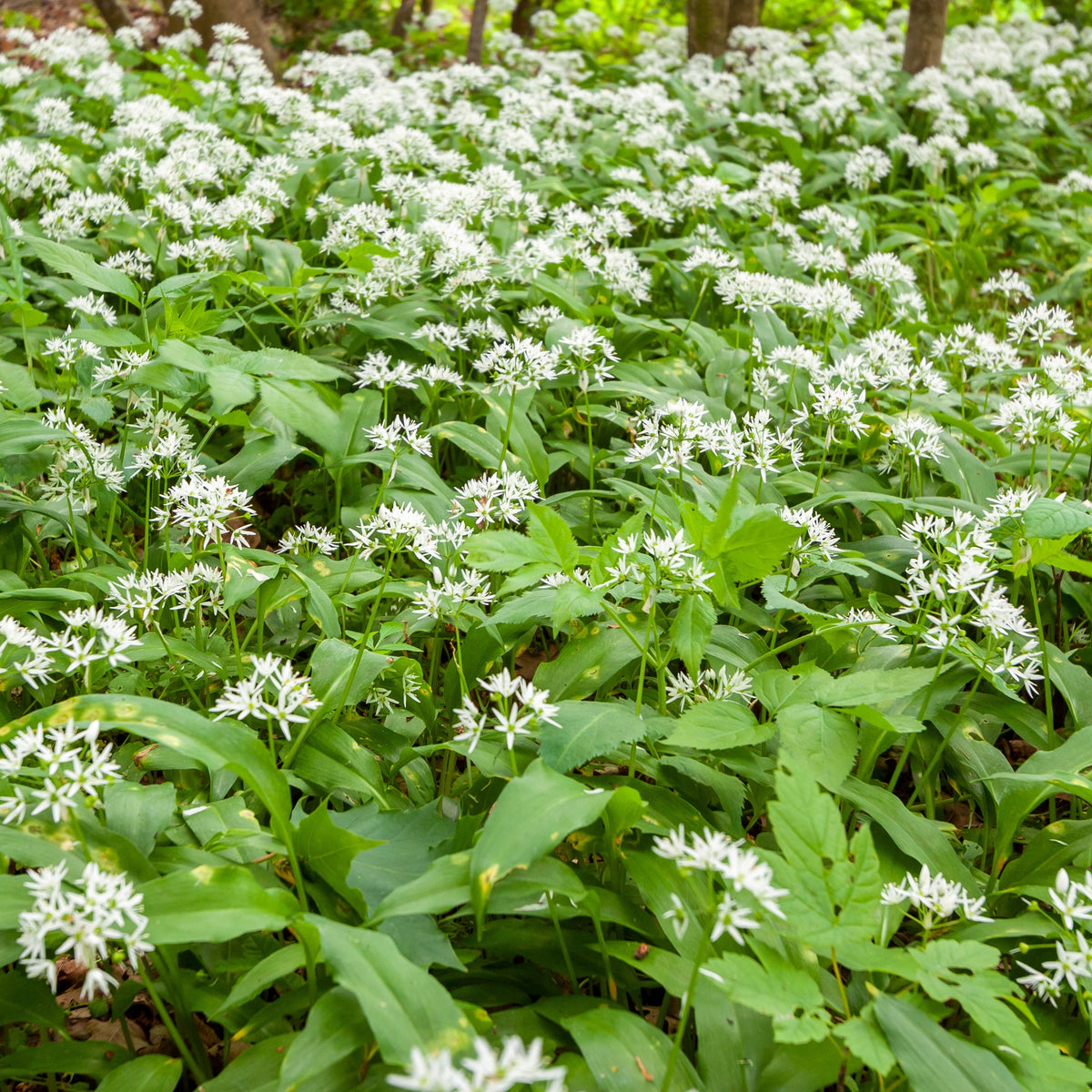 Plant d'Ail des Ours - Plants d'aromatiques