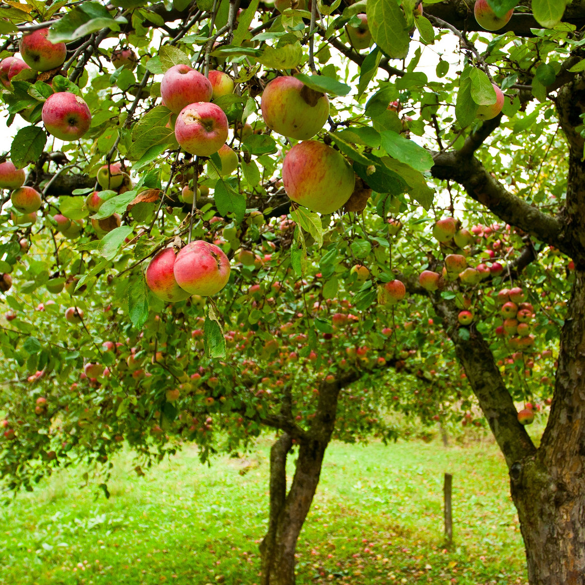 Pommier Jonagold - Malus domestica jonagold - Fruitiers Arbres et arbustes