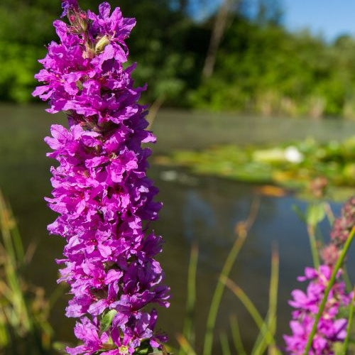 Salicaire - Plantes aquatiques