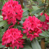 Rhododendron Nova Zembla - Willemse
