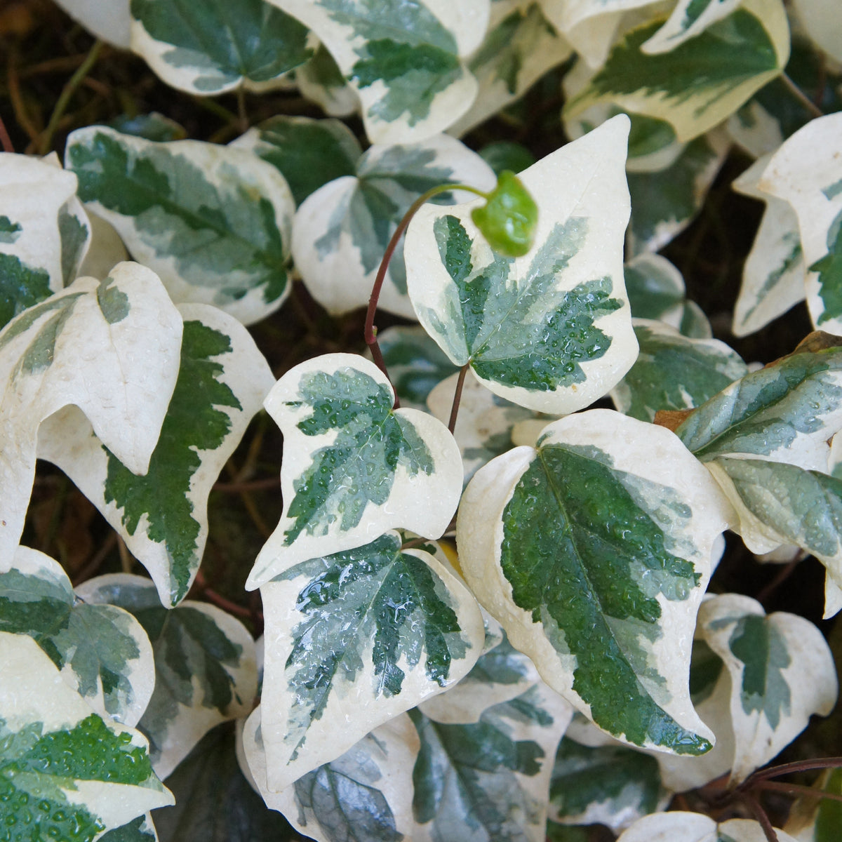 3 Lierres des Canaries Gloire de Marengo - Hedera algeriensis Gloire de Marengo - Willemse