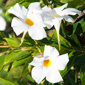 Le Jasmin du Brésil blanc Dipladenia