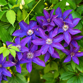 Clématite Président - Clematis président - Plantes grimpantes