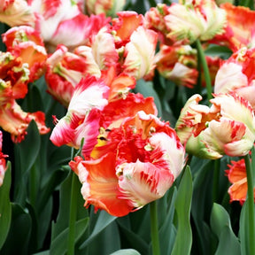 Tulipa estella rijnveld - 10 Tulipes perroquet Estella Rijnveld - Tulipe