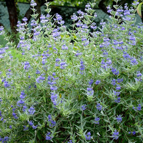 Caryopteris clandonensis Heavenly Blue - Caryopteris Heavenly Blue - Caryopteris
