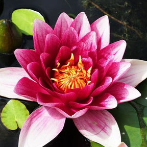 Nénuphar Attraction - Nymphaea 'Attraction' - Willemse