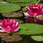 Nénuphar Attraction - Willemse
