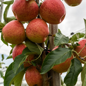 Pommier Gala - Malus domestica 'gala' - Pommier