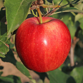 Pommier Gala - Malus domestica 'gala'