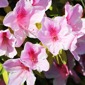 Rhododendron compact Doc - Rhododendron yakushimanum Doc - Willemse