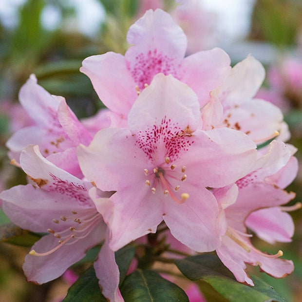 Compact Pacific Rhododendron Rhododendron compact Doc
