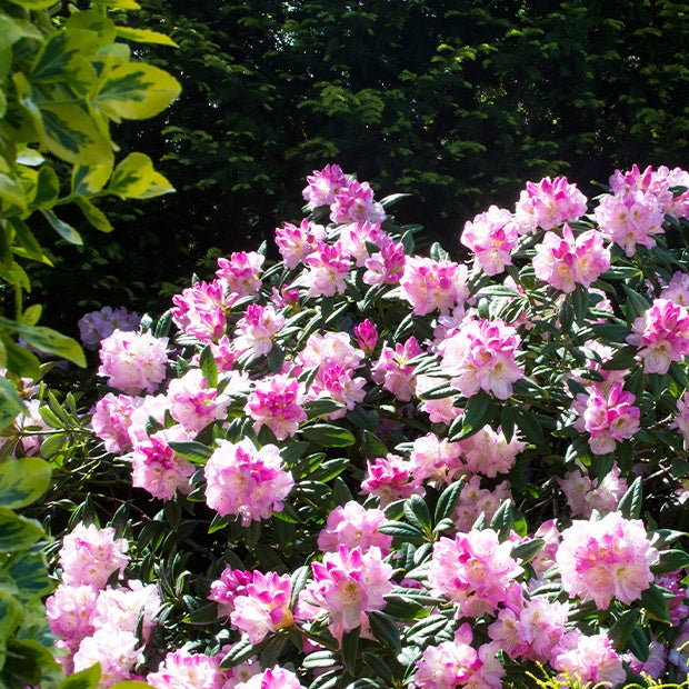 Compact Maximum Rhododendron Rhododendron compact Doc