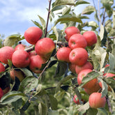 Pommier Elstar - Malus domestica Elstar