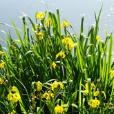 Iris des marais - Willemse