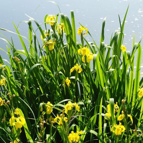 Iris des marais - Willemse