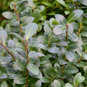 Ilex crenata 'caroline upright' - Houx crénelé Caroline Upright - Houx