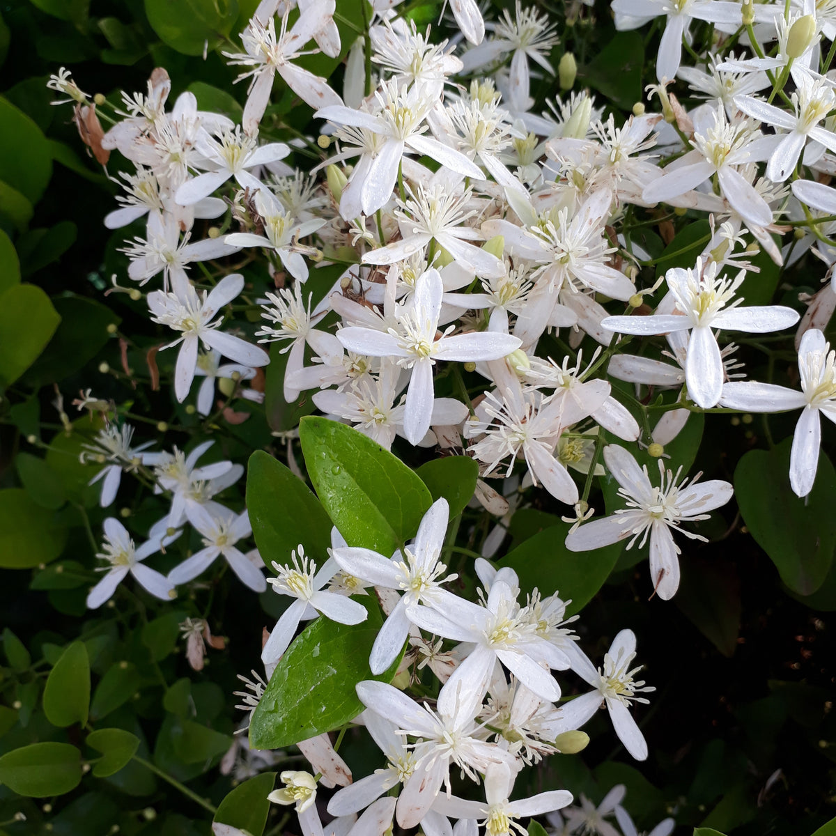 Clématite armandii - Clematis armandii - Clématites