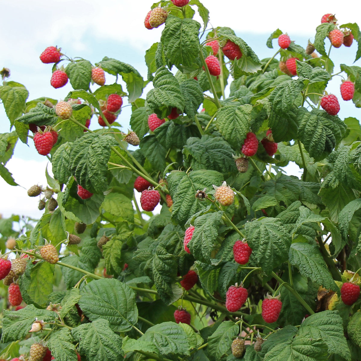 Framboisier 'Mailling Promise' - Rubus idaeus 'malling promise' - Framboisier