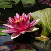 Nénuphar James Brydon - Willemse