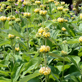 Sauge de Jérusalem - Phlomis russeliana - Willemse