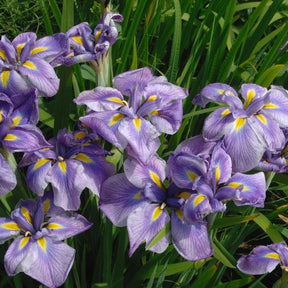 Iris du Japon - Iris kaempferi - Willemse