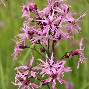 3 Lychnis flos-cuculi - Œillets des près - Willemse