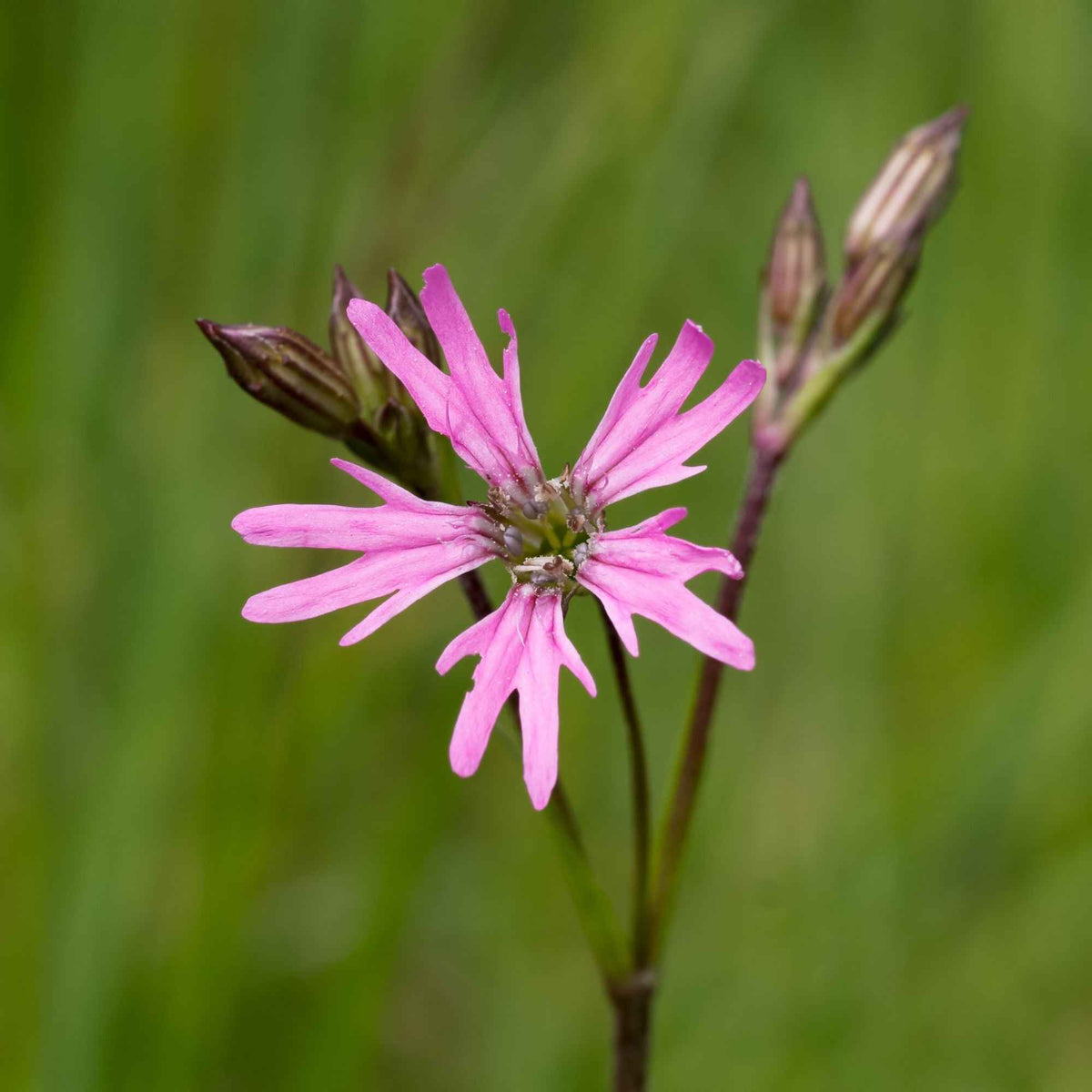 3 Lychnis flos-cuculi - Œillets des près - Lychnis flos-cuculi - Willemse