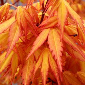 Acer palmatum katsura - Erable du Japon Katsura - Erable du Japon